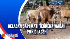 Belasan Sapi Mati Terkena...