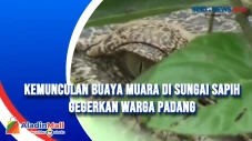 Kemunculan Buaya Muara...