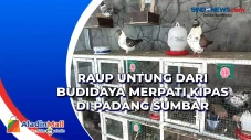 Raup Untung dari Budidaya...