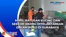 Miris, Ratusan Kucing...
