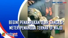 Begini Penampakan Ular...
