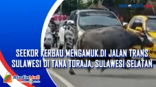 Kerbau di Tana Toraja...