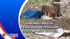 Harimau Masuk Perkebunan...