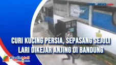 Curi Kucing Persia,...