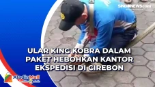 Ular King Kobra Dalam...