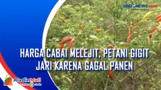 Harga Cabai Melejit,...