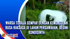 Warga Toraja Gempar...