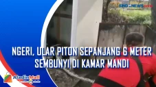 Ngeri, Ular Piton Sepanjang...