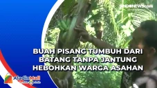 Buah Pisang Tumbuh dari...