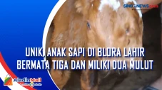 Unik, Anak Sapi di Blora...