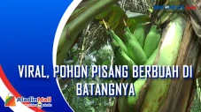 Viral, Pohon Pisang...