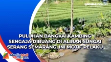 Puluhan Bangkai Kambing...
