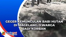 Geger Kemunculan Babi...