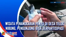 Wisata Penangkaran Penyu...