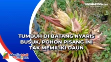 Tumbuh di Batang Nyaris...