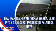 Usai Mangsa Hewan Ternak...