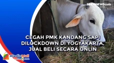 Cegah PMK Kandang Sapi...