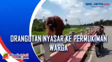 Orangutan Nyasar ke...