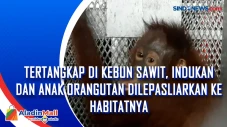 Tertangkap di Kebun...
