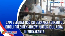 Sapi Seberat 850 Kg...