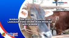 Wabah PMK Masuk Lampung,...