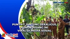 Punya 7 Jantung Sekaligus,...
