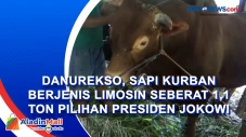 Danurekso, Sapi Kurban...