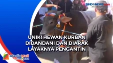 Unik! Hewan Kurban Didandani...
