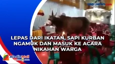 Lepas dari Ikatan, Sapi...