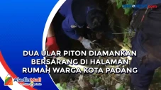 Dua Ular Piton Diamankan...