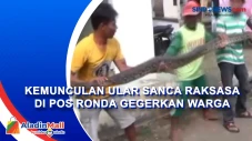 Kemunculan Ular Sanca...