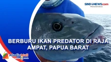 Berburu Ikan Predator...