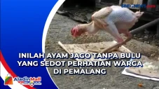 Inilah Ayam Jago Tanpa...