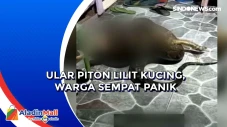 Ular Piton Lilit Kucing,...