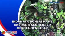 Indahnya Bonsai Mame...