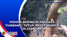 Pohon Beringin Raksasa...
