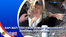 Sapi Mati Tercebur Sumur...