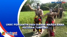 Unik! Pengantin Padi...
