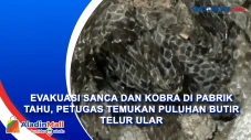 Evakuasi Sanca dan Kobra...