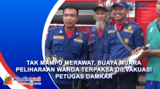Tak Mampu Merawat, Buaya...