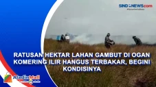 Ratusan Hektar Lahan...
