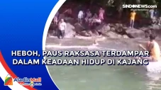 Heboh, Paus Raksasa...