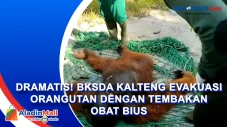 Dramatis! BKSDA Kalteng...