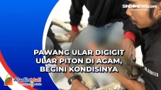 Pawang Ular Digigit...