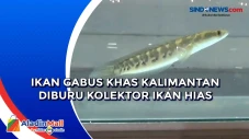 Ikan Gabus Khas Kalimantan...