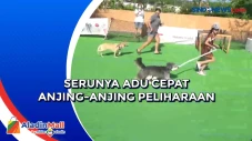 Serunya Adu Cepat Anjing-Anjing...
