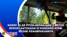 Ngeri! Ular Piton Sepanjang...