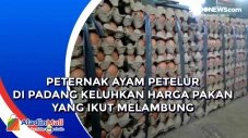 Peternak Ayam Petelur...