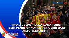 Viral! Seekor Laba-Laba...