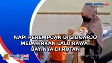Napi Perempuan di Sidoarjo...